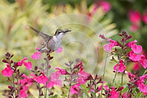 Amazing Ruby-Throated Hummingbird Hovering Near Flowers