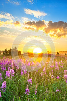 Amazing rural landscape with sunrise  and  blossoming meadow
