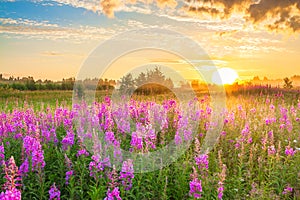 Amazing rural landscape with sunrise  and  blossoming meadow