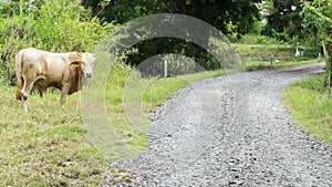 Amazing Rural Landscape with White Brown Ox by Dusty Stone Road Looking to Camera in Thailand