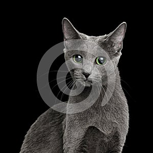 Amazing Russian blue Cat on Black Background