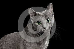 Amazing Russian blue Cat on Black Background