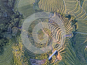 Amazing Ruteng Rice Terraces photo