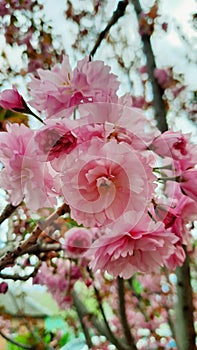 Amazing sacura spring pink blossom