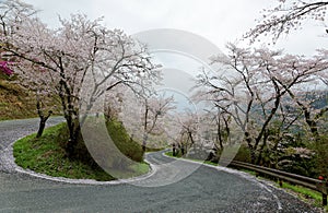 Amazing sakura cherry blossoms by the hairpin turn of a curvy highway in Miyasumi Park, Okayama, Japan