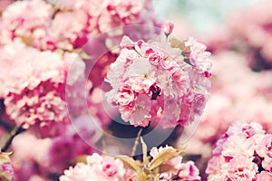 Amazing sakura flowers, close up. Cherry blossom in springtime. Beautiful pink flowers. Nature background
