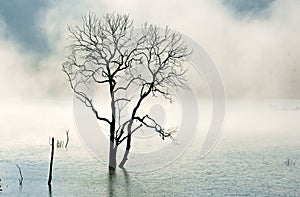 Amazing scene, nature with dry tree, lake, fog