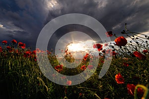 Amazing scene with the sun breaching storm clouds on a rainy day in a poppy field