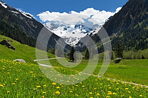 Amazing scenery of alpine valley in springtime with snow capped mountains under cloudy sky and lovely flowers in the foreground