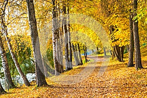 El camino turismo pierna carreteras a través de otono un árbol túnel 