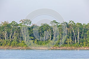 Amazing scenic view Tropical forest with jungle river on background green trees in Ecuador. South America