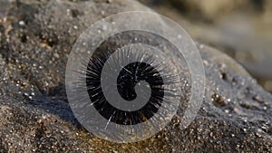 Amazing sea urchin on a rock by the sea. Close up of a moving sea urchin on a stone that was taken out of the sea.