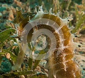 Seahorses in the Red Sea, eilat israel a.e photo