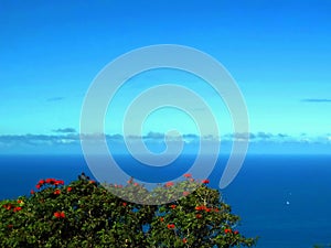 Amazing seascape view with green tree and red blossom