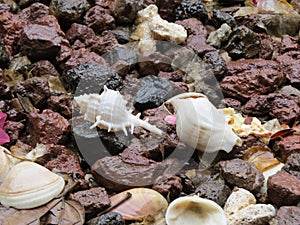 Amazing seashells composition