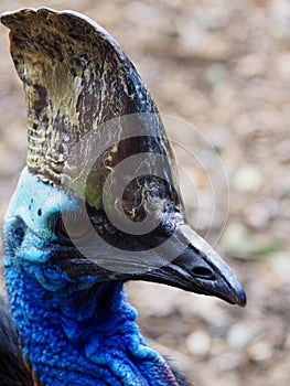 Amazing sensational unique Southern Cassowary.