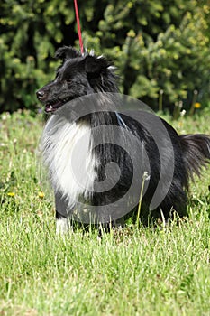 Amazing sheltie in the garden