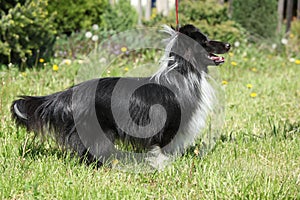 Amazing sheltie in the garden