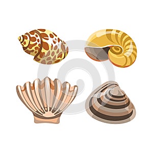 Amazing shiny curved sea shells isolated illustrations set