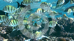 Amazing shoal of Convict tang off a reef in Ningaloo. Western Australia.