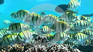 Amazing shoal of Convict tang off a reef in Ningaloo. Western Australia.