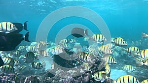 Amazing shoal of Convict tang off a reef in Ningaloo. Western Australia.