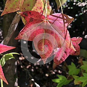 IncreÃÂ­ble fotografÃÂ­a de una hermosa flor colorida. photo