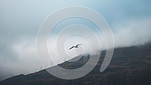 Amazing shot of a bird flying over the grassy mountains enveloped in fog - concept of freedom