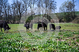 Amazing shot of black cattle browsing in the middle of a green field