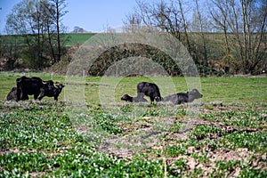 Amazing shot of black cattle browsing in the middle of a green field