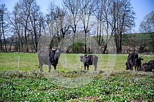 Amazing shot of black cattle browsing in the middle of a green field