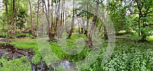 Amazing shot of a green forest in Cannock Chase in the UK