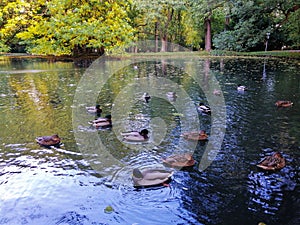 Amazing shot of a lake with ducks in the Park Oliwski, Gdansk, Poland photo