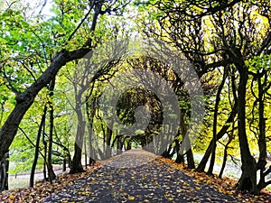Amazing shot of the Oliwski park's autumnal scene in Gdansk, Poland photo