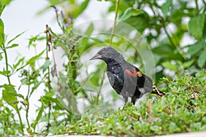 Amazing shot of a Red-winged blackbird (Agelaius phoeniceus) perched among green leaves