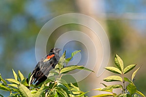 Amazing shot of a Red-winged blackbird (Agelaius phoeniceus) perched on a green tree branch