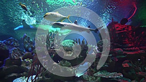 Amazing shot of sharks and other kinds of different fish swimming in aquarium. Exotic sea creatures swimming with
