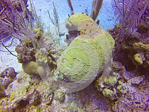 Amazing shot of underwater life in Belize Turneffe Atoll