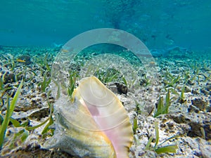 Amazing shot of underwater life in Belize Turneffe Atoll