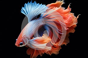 Amazing siamese fish with flower tail and fins. Colorful floral fighting betta fish isolated on black