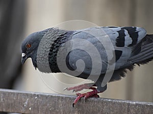 Amazing side shot of asiatic rock dove pigeon looking down