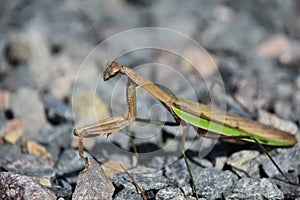 Amazing Side View of a Preying Mantis Bug