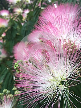 Amazing silk tree flowers