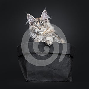 Amazing silver tortie Maine Coon cat on black background