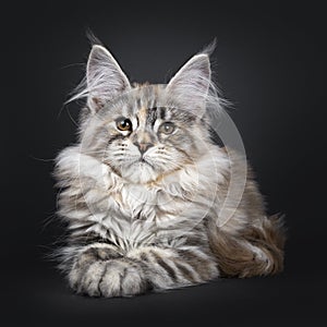 Amazing silver tortie Maine Coon cat on black background