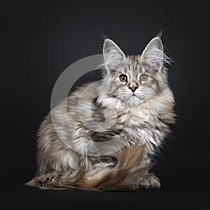 Amazing silver tortie Maine Coon cat on black background