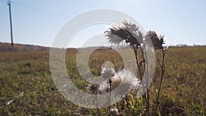Amazing single sunny dandelions, blowing by the wind on field and sky background