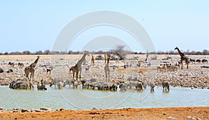 Amazing site of a waterhole teeming with lots and lots of different animals