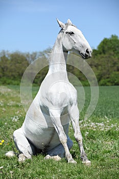 Amazing sitting horse in nature