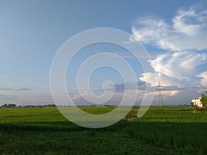 Amazing sky with clouds and greeny rice plants plants photo